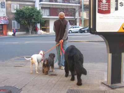 Una professione molto diffusa a Buenos Aires: il dog-sitter