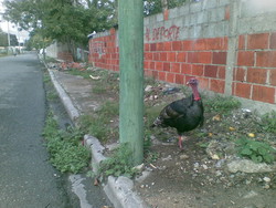 Un tacchino parcheggiato per le strade di Boca Chica la vigilia di natale. Contro ogni pronostico, era li' anche il giorno successivo...