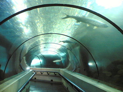 Il tunnel sotterraneo dell'acquario nazionale