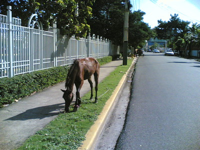 Per strada, dietro casa, il cavallo di un fruttarolo bruca placidamente l'erba delle aiuole lasciato libero dal suo padrone.