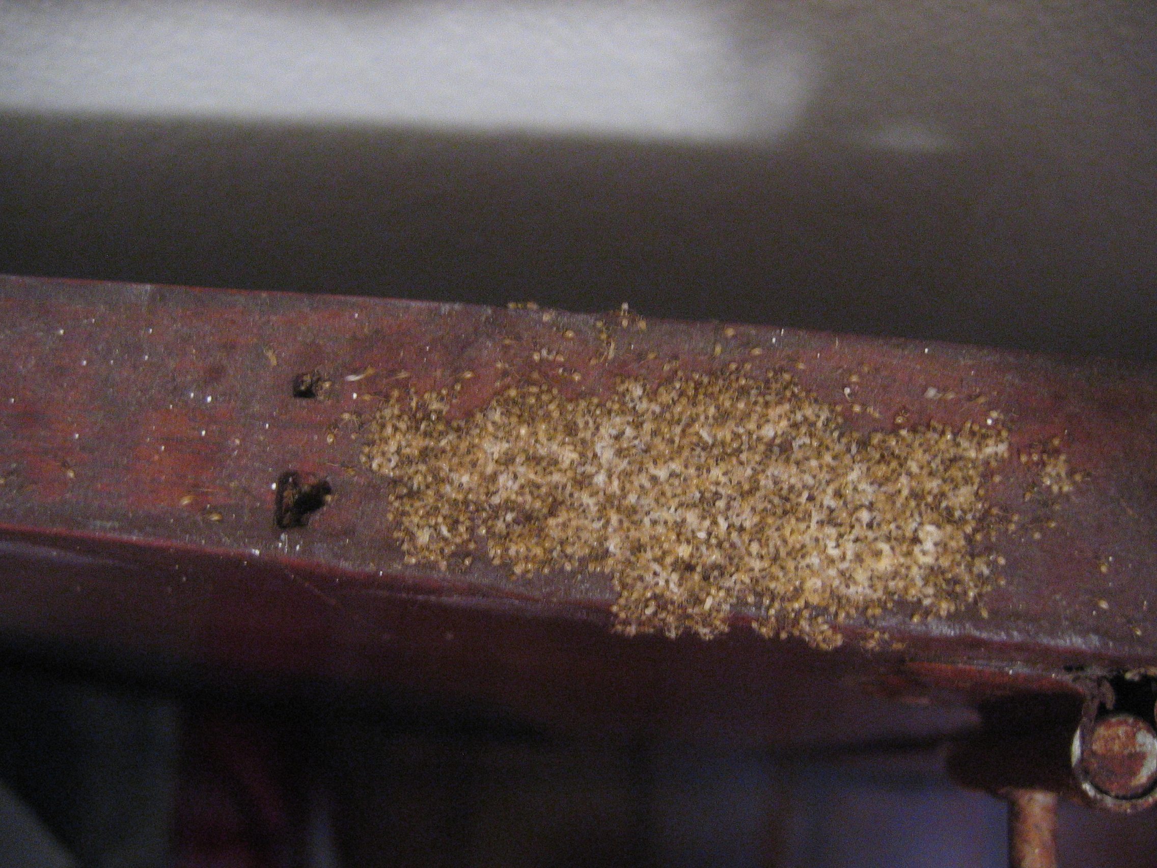 L'invasione delle formiche: non aprite quella porta