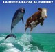 mucca pazza al caribe