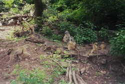 L'attacco dei babbuini sul sentiero che conduce alla base delle cascate Vittoria