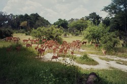 Gli impala nel parco nazionale di Livingstone