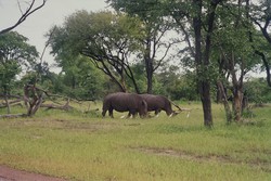 Due rinoceronti fanno merenda assieme agli uccellini