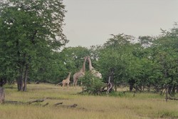 Una tranquilla famigliola di giraffe sorpresa dal mio obiettivo