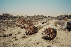 Le piante del deserto creano scenari da film di fantascienza