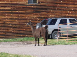 Tre settimane a zonzo nel selvaggio west