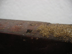 L'invasione delle formiche: hanno scavato un buco nella porta di un ripostiglio.