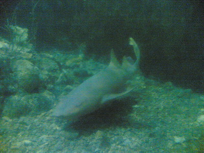 Un altro squaletto nelle vasche dell'acquario nazionale